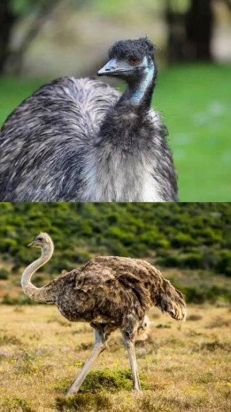 10 key differences between Ostrich and Emu