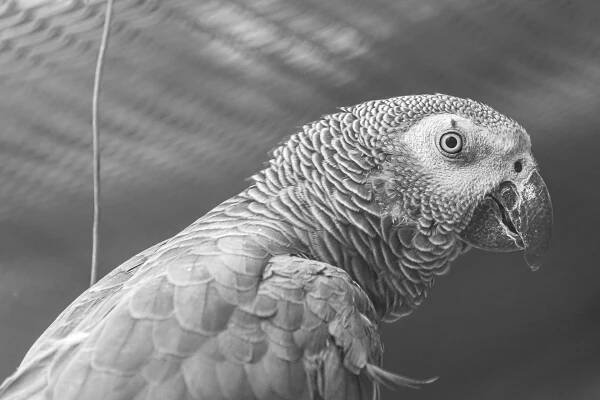 Bezplatný obrázek: Papoušek šedý nebo papoušek šedý konžský (Psittacus erithacus), černobílá fotografie ptáka