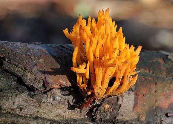 File:Calocera viscosa, Yellow Stagshorn, UK 5.JPG - Wikimedia Commons