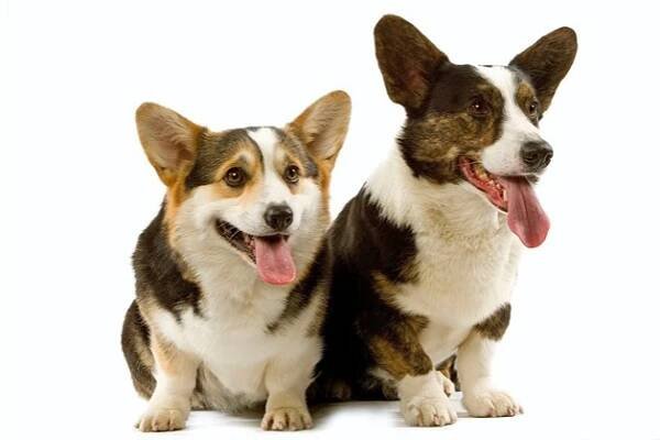 Corgi je nejmenší pastevecký pes na světě. Miluje ho i britská královna