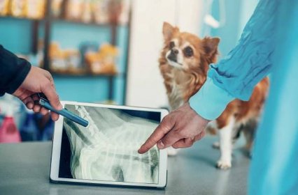 dva zkušení veterináři zkoumají rentgenový snímek. - animal x rays - stock snímky, obrázky a fotky