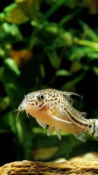 How to set up a planted aquarium at home and the types of fish to keep: 10-step guide
