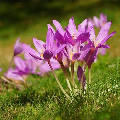 Ocún podzimní – Colchicum autumnale – cibuloviny – prodej ocúnu