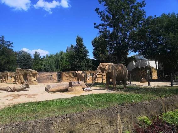Fotografie - ZOO Dvůr Kr. n. L. - 27.07.2019