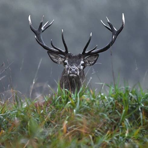 Oblíbené fotografie | Štěpán Mikulka | Wildlife fotograf
