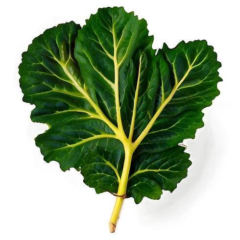 Mustard Leaves Png 05242024 PNG