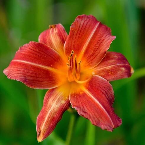 Hemerocallis 'Little Buccaneer' (Daylily)