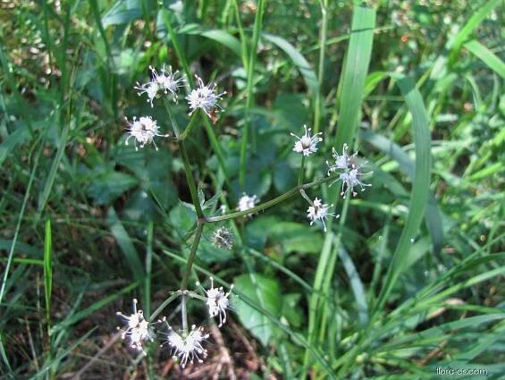 Žindava evropská (Sanicula europaea)