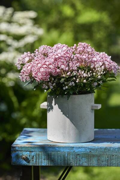 Hortinno® Kalmia latifolia Minuet