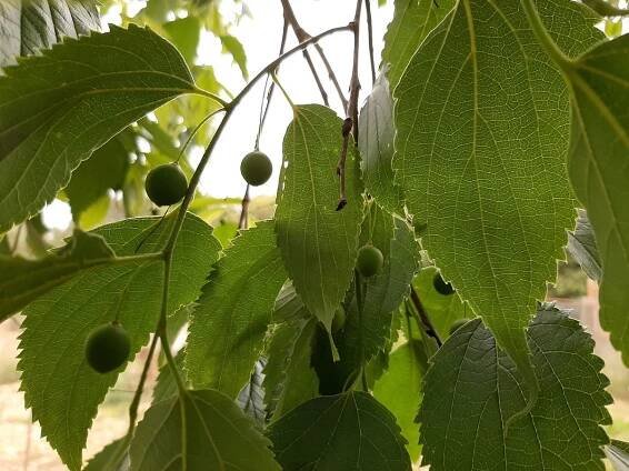 frutos del almez