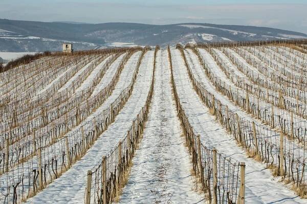Filiberk – Rodinné vinařství v Kobylí