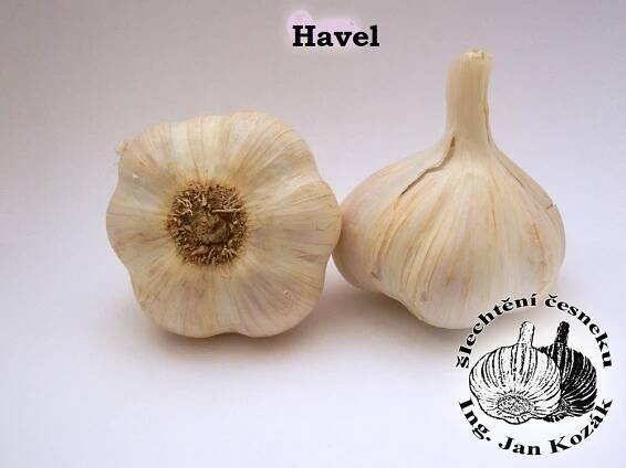Sadbový česnek HAVEL 10-16 cibulípaličák