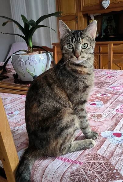 Chat l'heureux | Association de protection féline, siège social à Groslay 95 – Animaux accueillis dans l'Oise et en famille