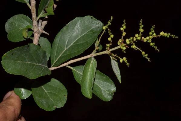 Sageretia thea – eFlora of India