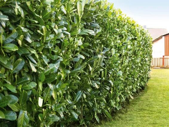 Heckenpflanze wählen & Hecke pflanzen | OBI Gartenplaner