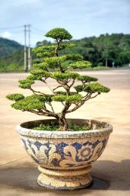 velký květináč na bonsai