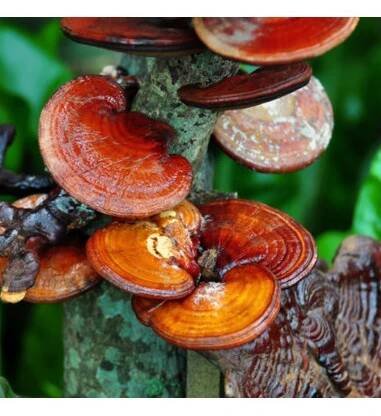 Ganoderma, Duanwood Red Reishi