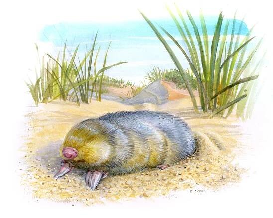 Golden-Mole_Final ART.jpg