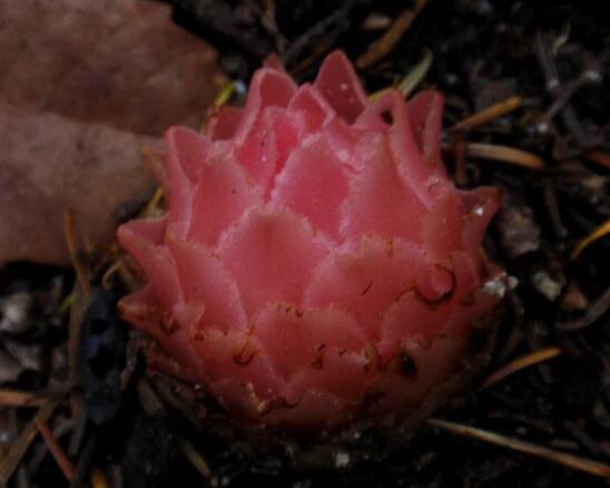Pleuricospora fimbriolata