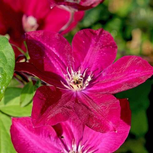 Plamének (Clematis) "Rouge Cardinal", fialovočervená, 40-60 cm, pr. kv. 17 cm