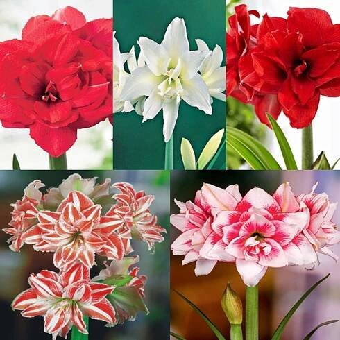 Sada 3 Hippeastrum Amarylis Plný 5 odrůd 5 ks Cibule Cibulky Amarylisy