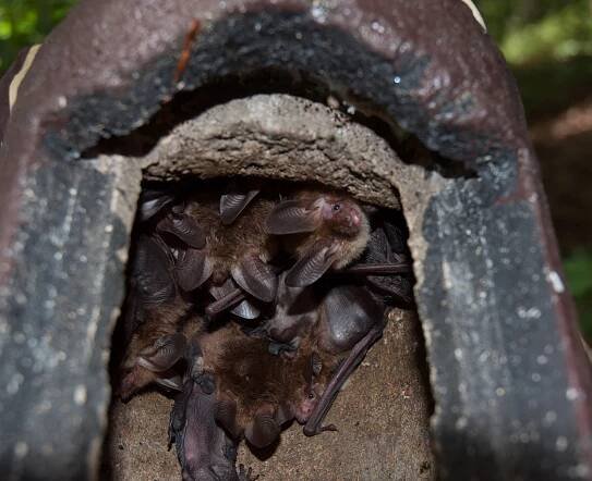 Bechsteinfledermaus | Fledermausschutz