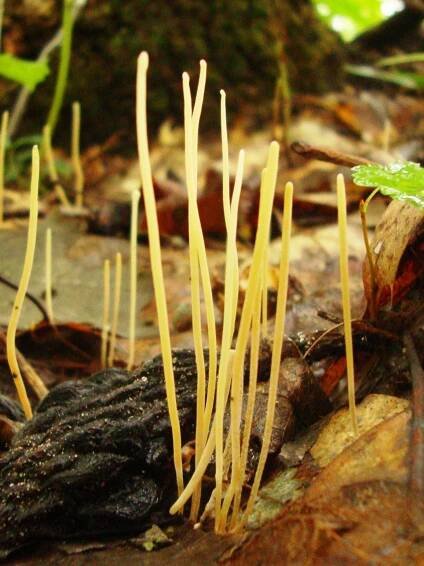 Macrotyphula