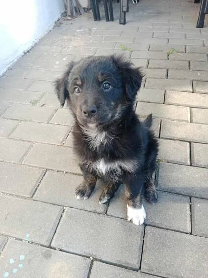 Psi k adopci z útulků, azylů a neziskových organizací