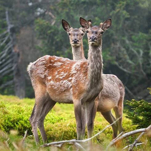 Sudokopytníci jelenovití | Štěpán Mikulka | Wildlife fotograf