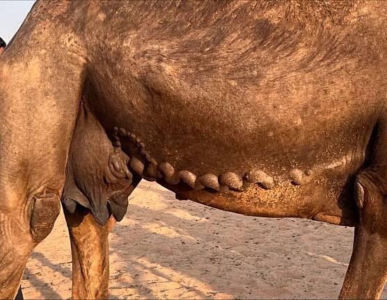 Camel is a true and sustainable dairy animal