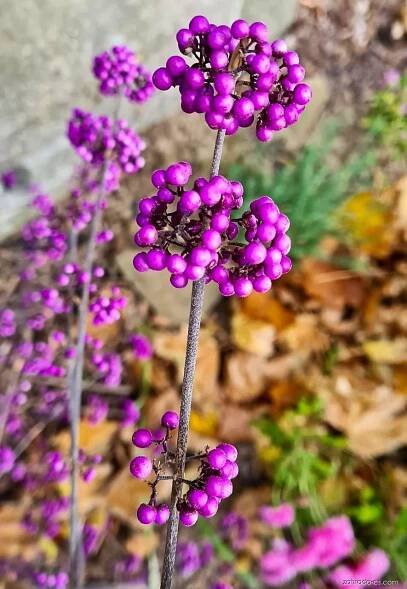 Krásnoplodka (Callicarpa)