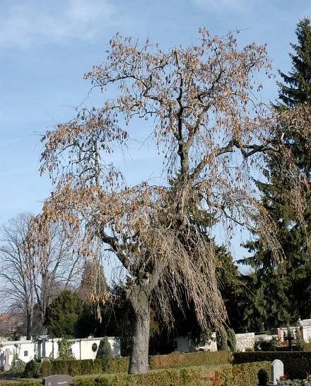 Fraxinus excelsior 'Pendula'
