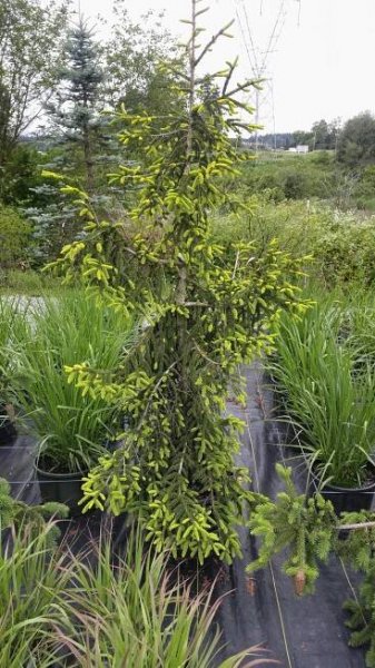 Selections Nursery Blog - Page 2 of 4 - Selections Nursery