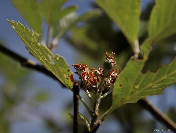 Jeřáb labský (Sorbus albensis)