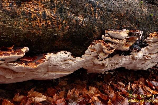 Smolokorka buková - Ischnoderma resinosum - Kudluv fotoatlas hub