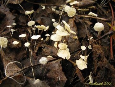 Špička listová - Marasmius epiphyllus - Kudluv fotoatlas hub