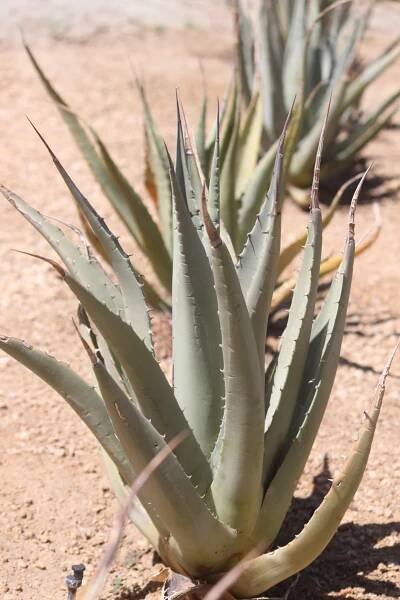 A Desert Agave specimen.