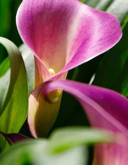Decorum | Calla Zantedeschia catalogus 2024 | Vreugdenhil Bulbs & Plants by Vreugdenhil Bulbs & Plants - Issuu