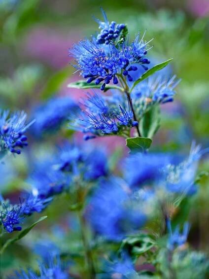 Caryopteris clandonensis Beyond Midnight bluebeard