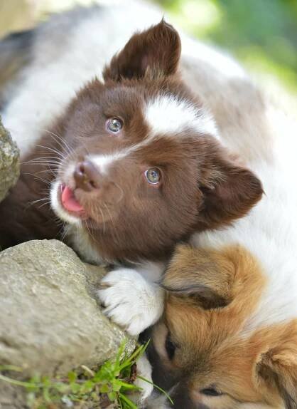 Steinunn’s Jódís | Islandhunde Steinunn´s Kennel 