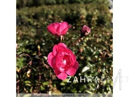 Rosa 'Lovely Fairy'®  Růže 'Lovely Fairy'® tmavě růž. drobnokvětá