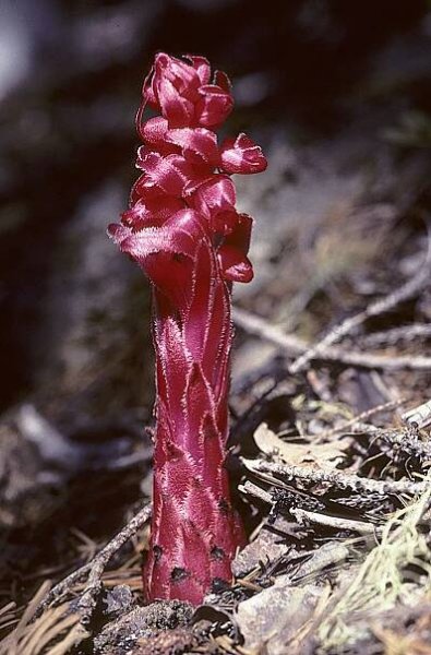 Parasitic plants | Kaj Halberg