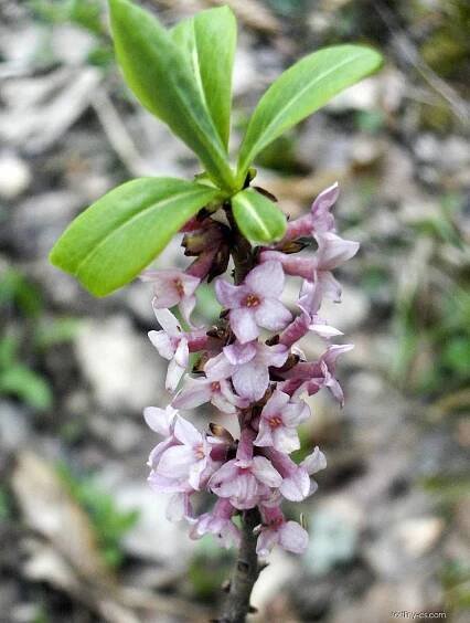 Lýkovec jedovatý (Daphne mezereum)