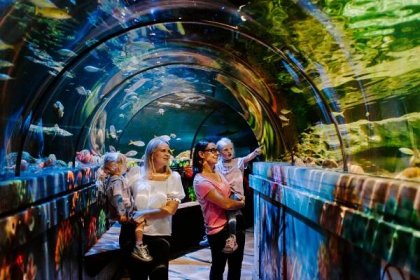 At SeaLife London Aquarium, kids can discover species from around the world and interact with them in the public feeding sessions and touch pools