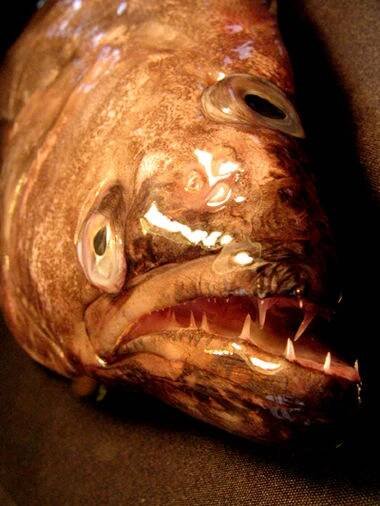 Greenland halibut - Wikipedia