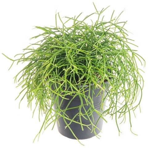 Věšák, Rhipsalis cassutha, květináč 10 - 12 cm, skladem