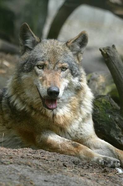ZOO Děčín – České Švýcarsko