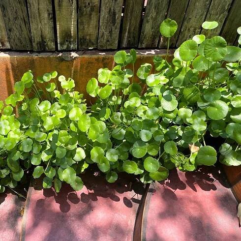 Semena gotu – Gotu Kola – Centella asiatica