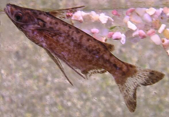 Entomocorus - Wikipedia