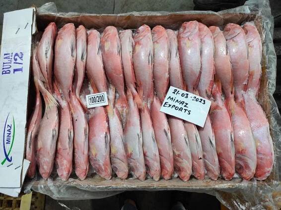 Frozen Seafood Exporter -All type frozen seafood
